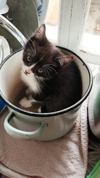 Продам котят породистых.