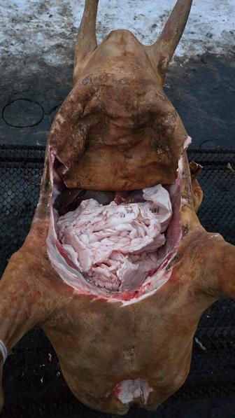 Үйітілген қой, баран, овца