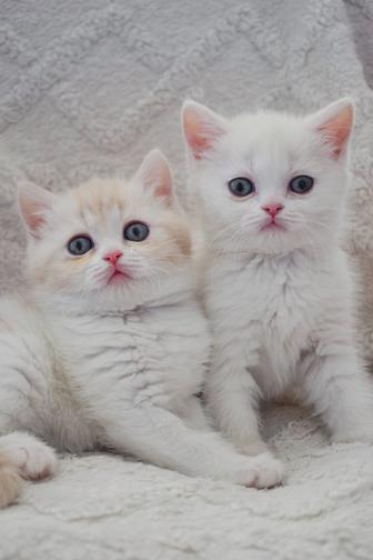 Шотландские котята из питомника