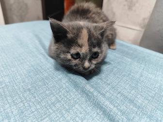 Отдам котят в хорошие руки