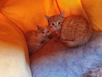 Отдам котят в хорошие руки