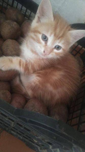 Котики