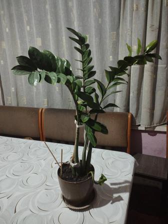 Продам комнатное растение. Замиокулькас