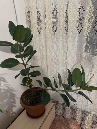 Продам цветы