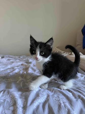 Котенок