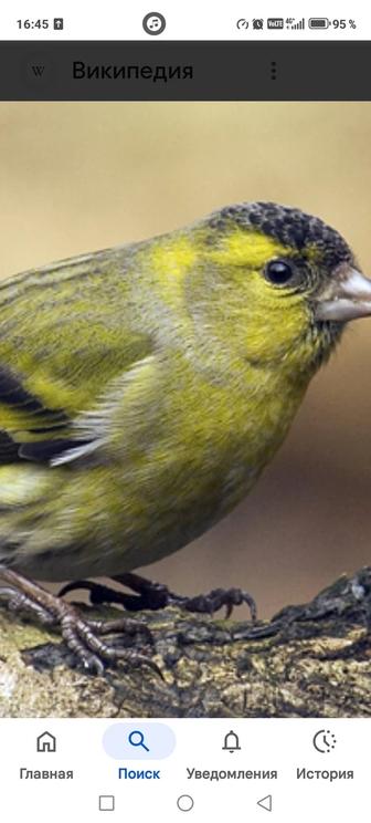 Продам птицу певчую