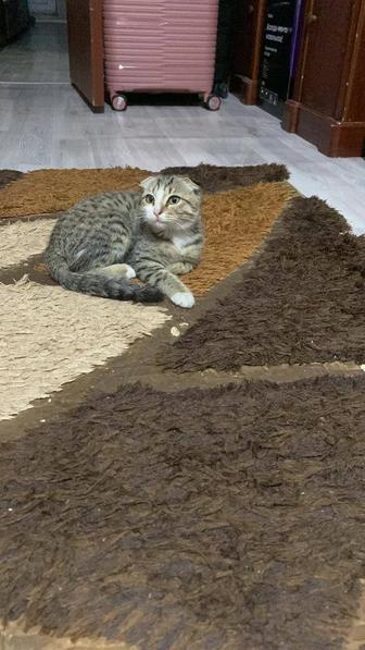Кошка