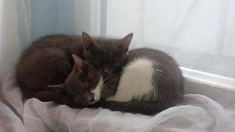 Милые котята ищут дом Алматы Турксибский район