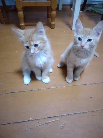 Отдам котят (девочки)