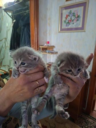 Вислоухие мальчишки в поисках дома