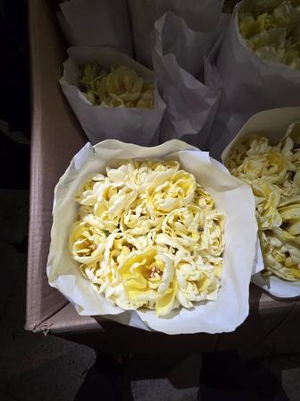 Пионовидные тюльпаны