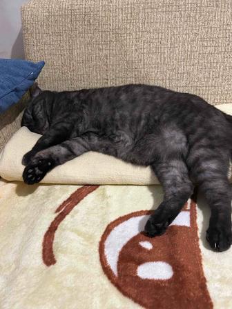 Передержка кошки