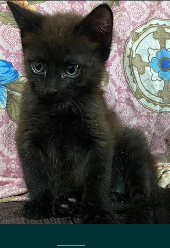 Отдам котенка 2,5 месяца