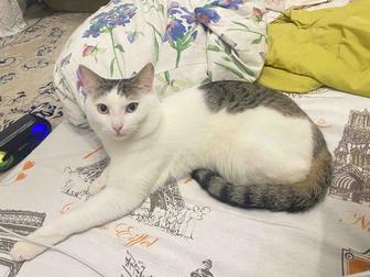 Отдам даром Кошку