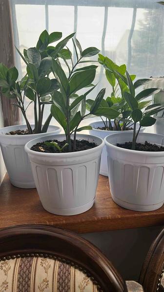 Замиокулькас