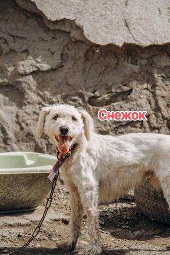 Собаки