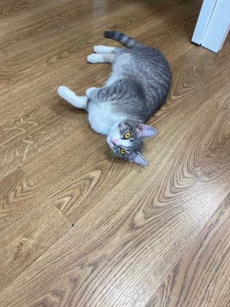 Прекрасный котик!