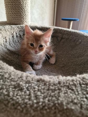 Мейн-кун котята.