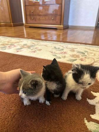 Отдам маленьких домашних котят