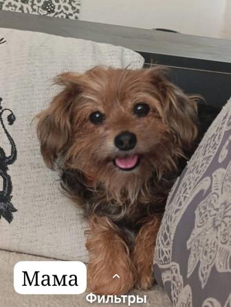 Йоркширский терьер