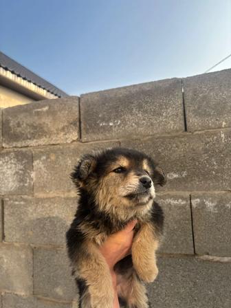 Щенок ищет дом и любящих хозяев