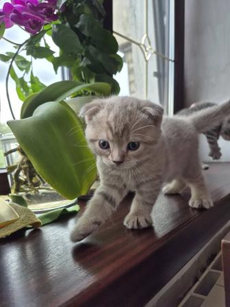 Продам котенка, скоттиш fold