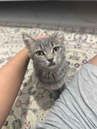 Отдам котенка