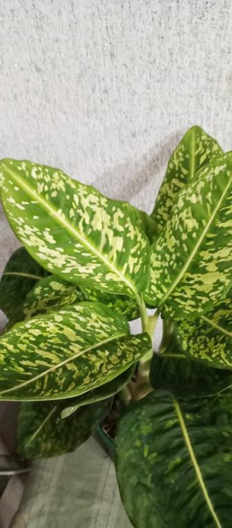Продам сортовые диффенбахии
