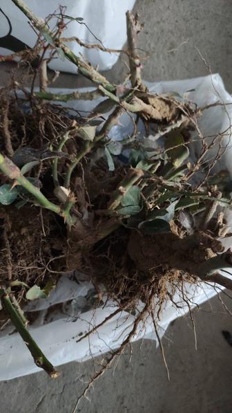 Продам Роза Садовая