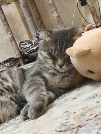 Отдаем кота (1,5года)