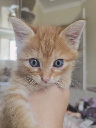 Отдам котят (девочки) в хорошие руки