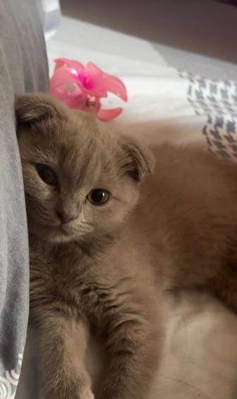 Котенок в добрые руки!