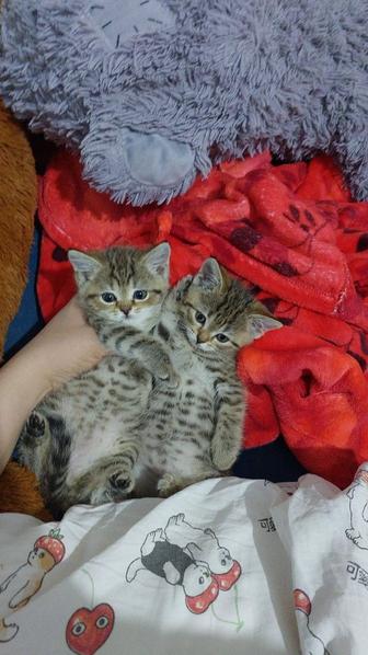 Котенок девочка 2 мес шотландская