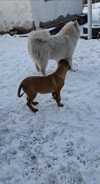 Малинуа девочка от Рабочего Разведения
