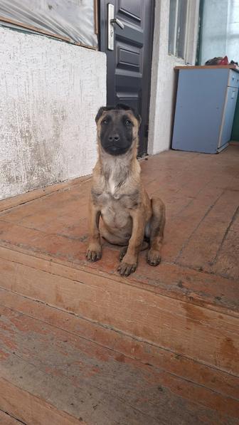 Малинуа девочка от Рабочего Разведения