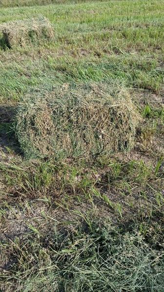 Шөп Сатылады бағасы келісімді