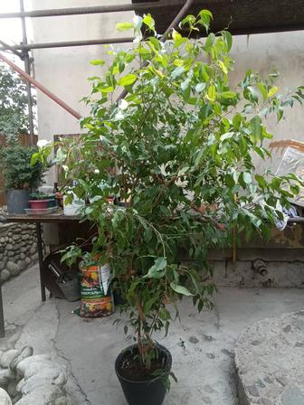 Фикус