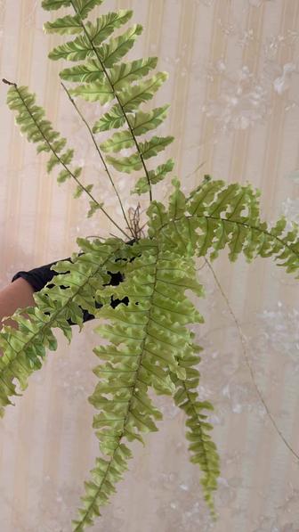 Папоротник Доссада Кемпферии Хомоломена Гордении