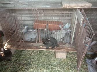 Продам Кроликов