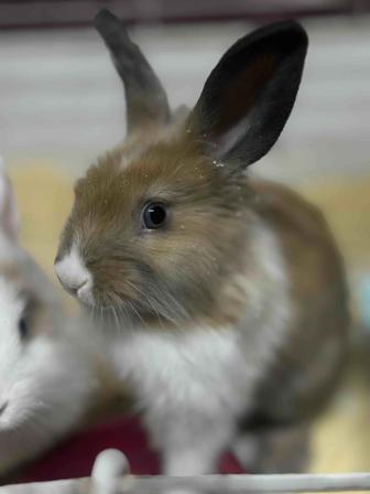 Декоративный кролик мальчик