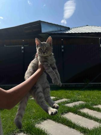 Отдам котенка в хорошие руки