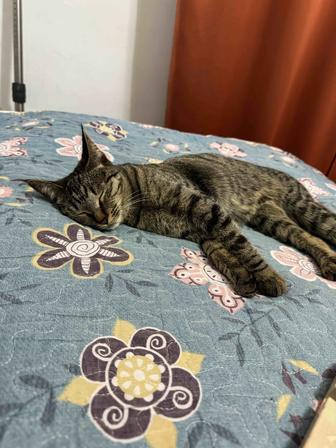 Потерялась кошка