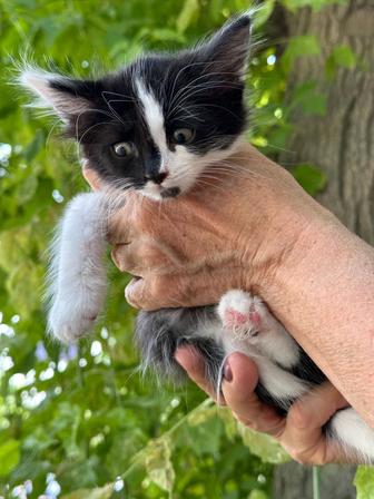 Отдам котят в хорошие руки