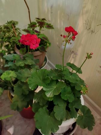 Герани разные в продаже украсят Ваш дом
