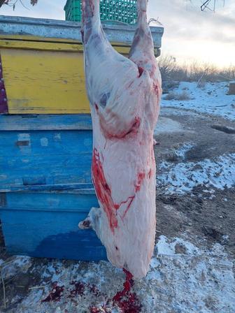 Мясо дикого кабана