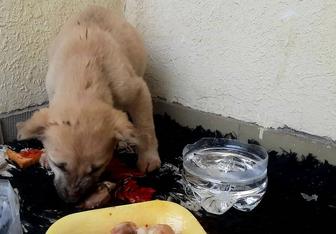 Щенок мальчик ищет дом