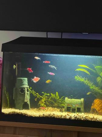 Обмен тернеции гло на креветок, растения или данио гло