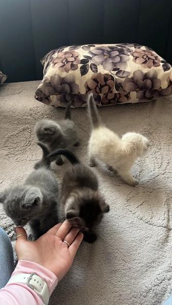 Вислоухие котята