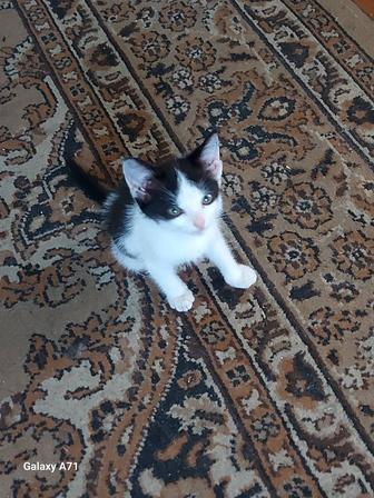 Отдам котенка мальчика