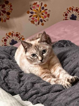 Отдаем кошку даром с доставкой